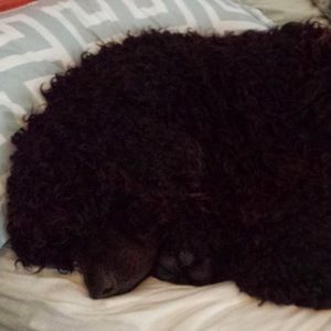 Meet your Posher, Carolyn